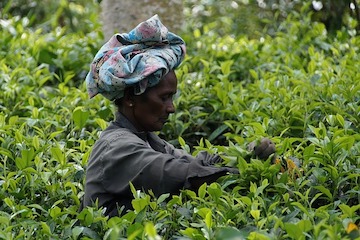 Kandy - Plantations de thé - Colombo - Côte Sud Ouest